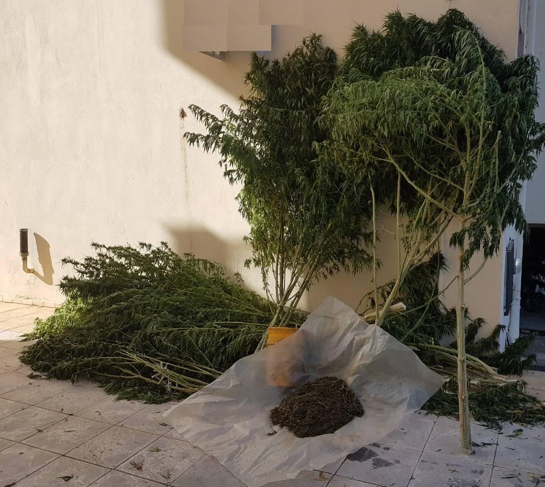 κάνναβη κ±ΞΉ Ξ΄ΞµΞ½Ξ΄ΟΟΞ»Ξ»ια